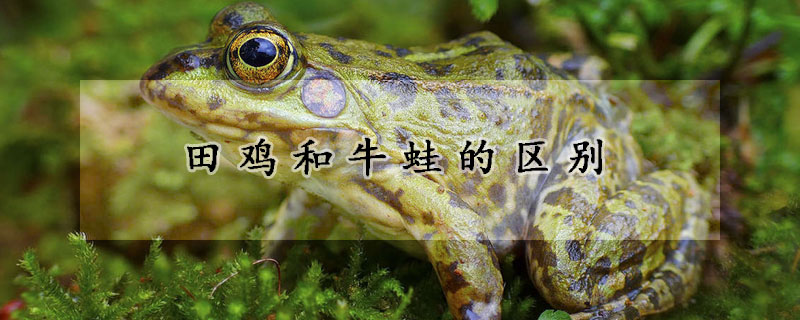 田雞和牛蛙的區別