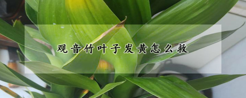 觀音竹葉子發黃怎麼救