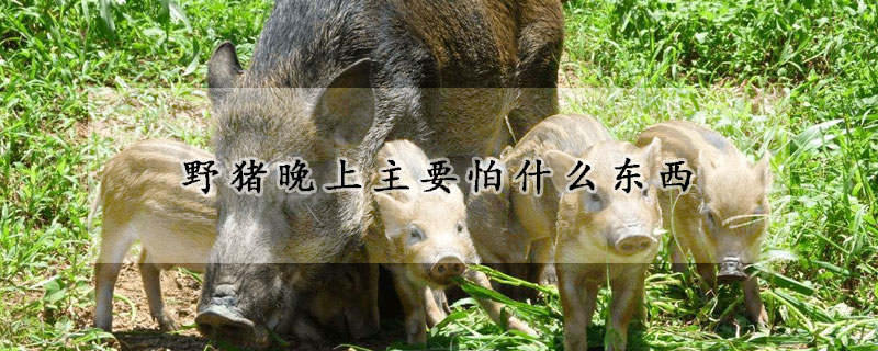 野豬晚上主要怕什麼東西