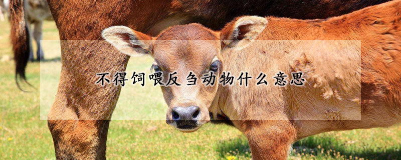 不得飼喂反芻動物什麼意思