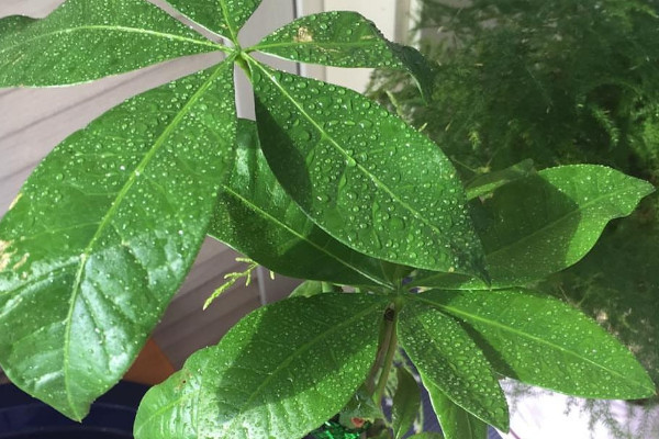 家裏放什麼植物風水好 家裏擺什麼植物風水好