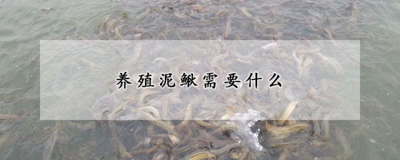 養殖泥鰍需要什麼