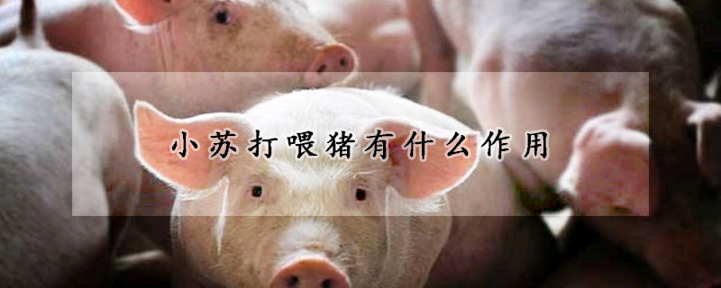 小蘇打喂豬有什麼作用