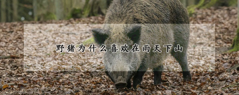 野豬為什麼喜歡在雨天下山