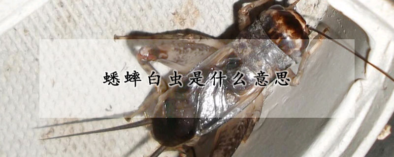 蟋蟀白蟲是什麼意思