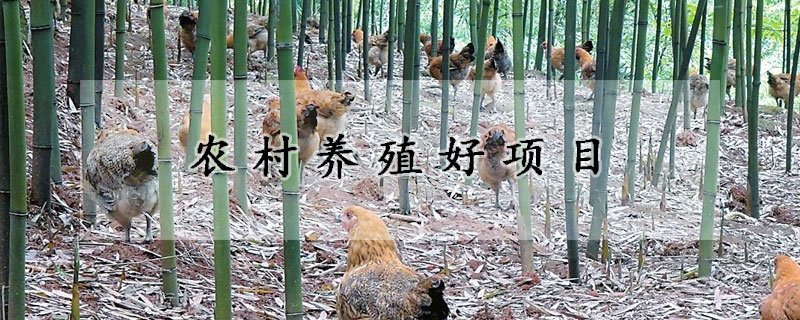 農村養殖好項目