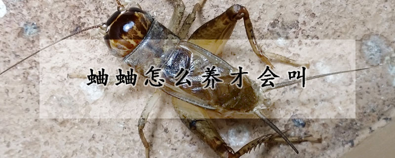 蛐蛐怎麼養才會叫