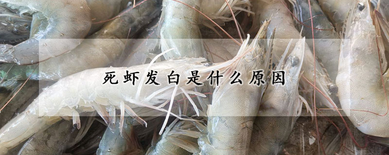 死蝦發白是什麼原因