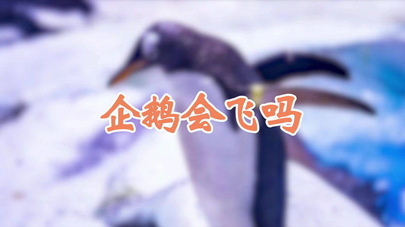 企鵝會飛嗎