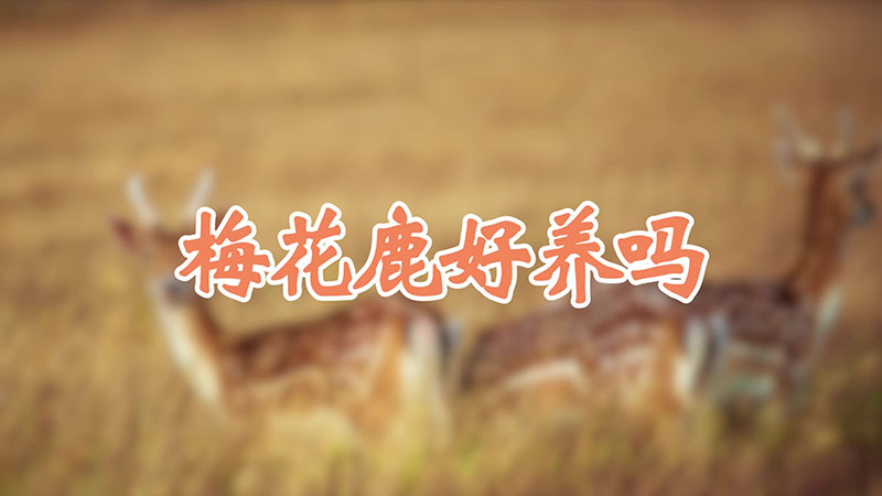 梅花鹿好養嗎