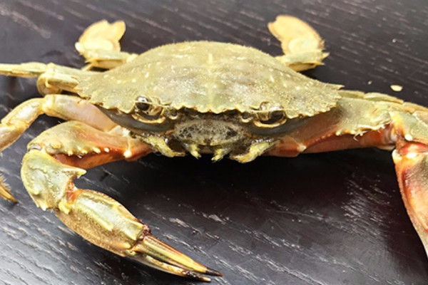 怎麼養螃蟹才不會死