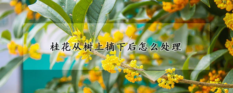 桂花從樹上摘下後怎麼處理