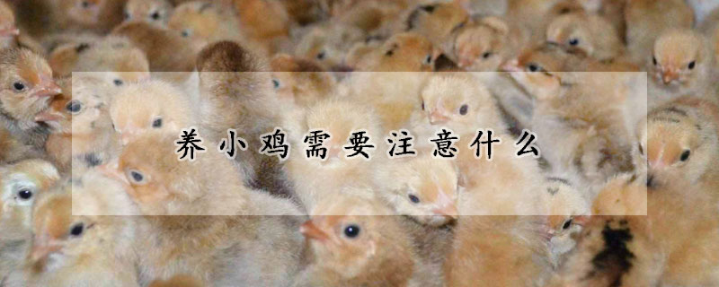 養小雞需要注意什麼