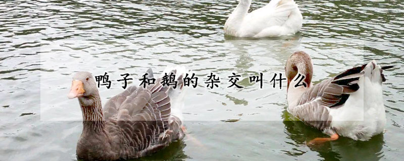 鴨子和鵝的雜交叫什麼