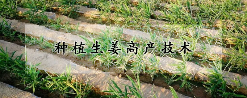 種植生薑高產技術