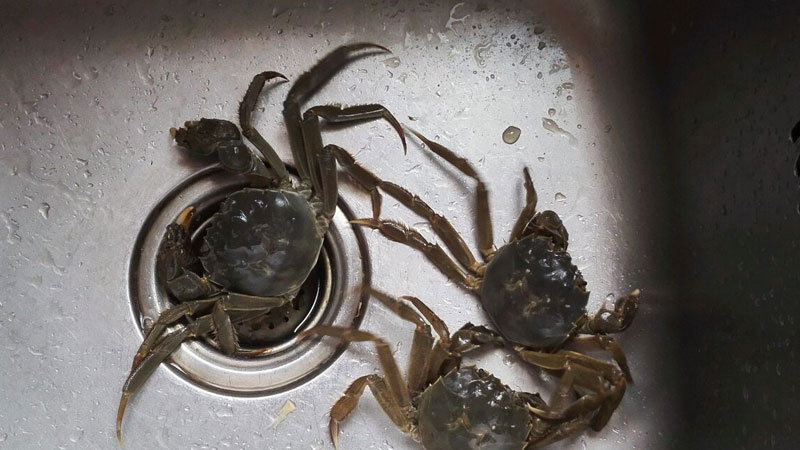家裏怎麼養小螃蟹