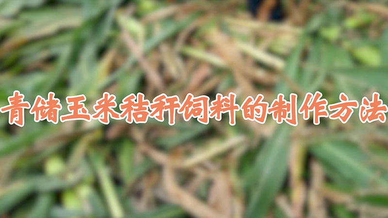青儲玉米秸稈飼料的製作方法