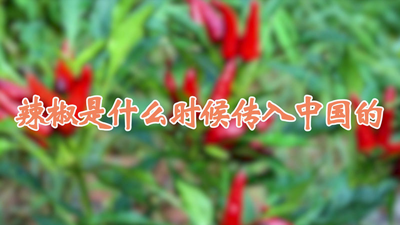 辣椒是什麼時候傳入中國的