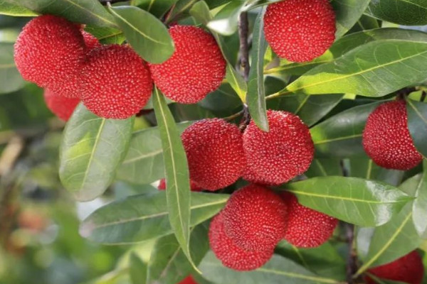 夏天應季水果大全 夏天的時令水果有哪些