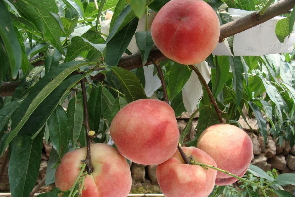 夏天應季水果大全 夏天的時令水果有哪些