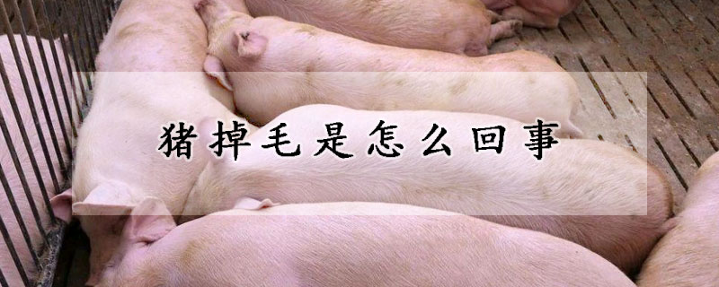 豬掉毛是怎麼回事