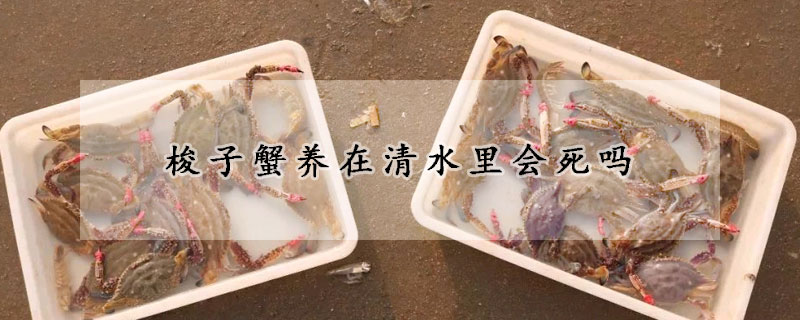 梭子蟹養在清水裏會死嗎