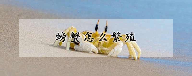 螃蟹怎麼繁殖