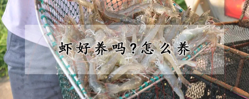 蝦好養嗎?怎麼養