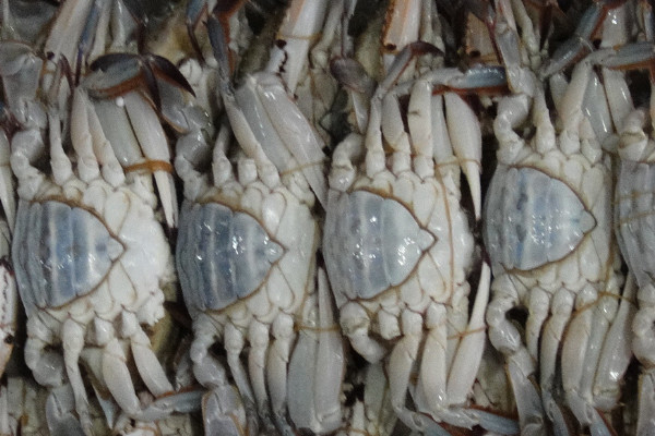 海蟹吃什麼食物怎麼養