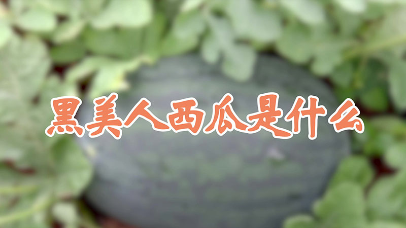 黑美人西瓜是什麼