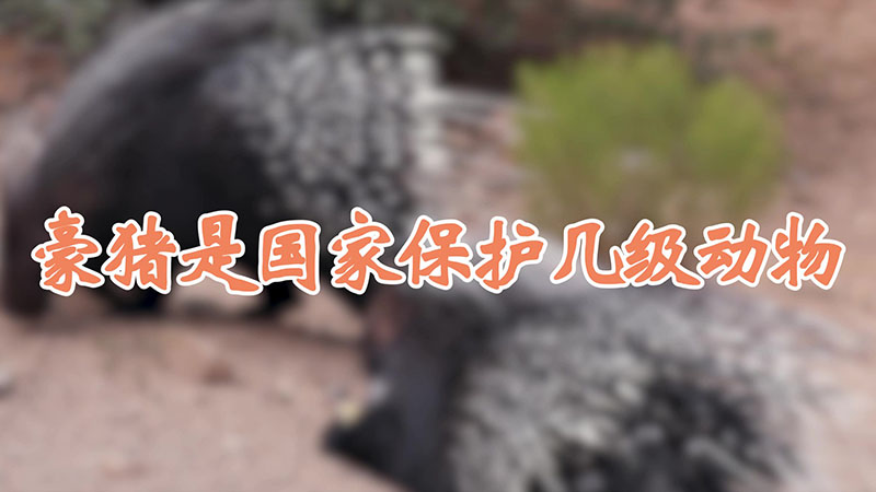 豪豬是國家保護幾級動物
