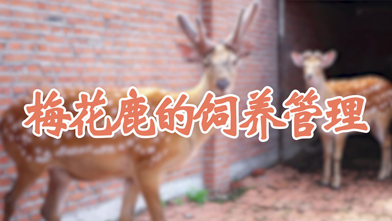 梅花鹿的飼養管理