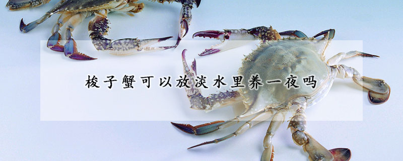 梭子蟹可以放淡水裏養一夜嗎