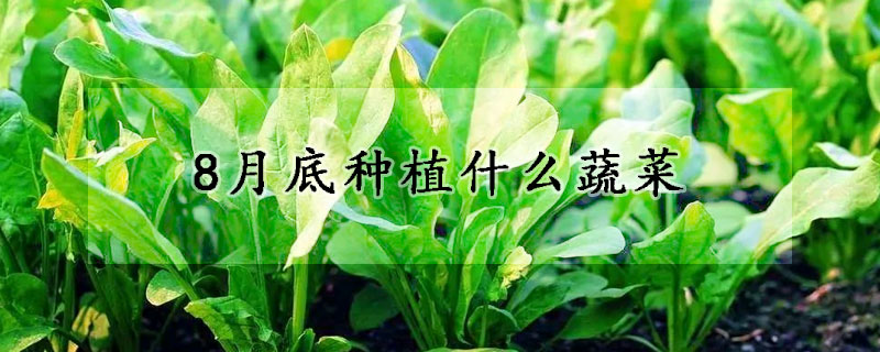 8月底種植什麼蔬菜