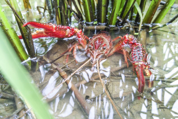 家養小龍蝦吃什麼東西