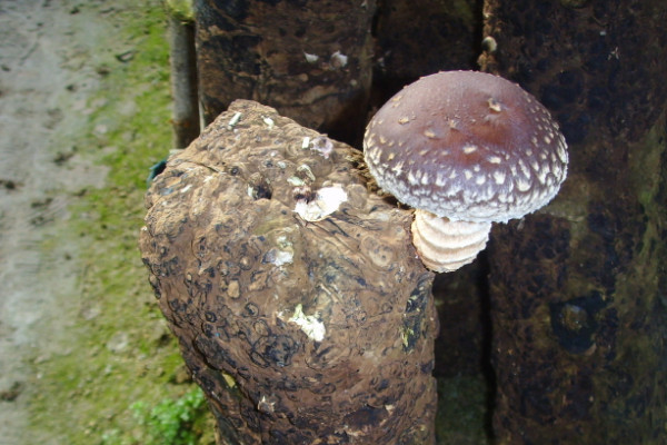 香菇怎麼種植方法視頻
