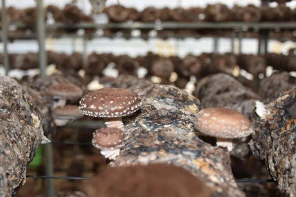 香菇怎麼種植方法視頻