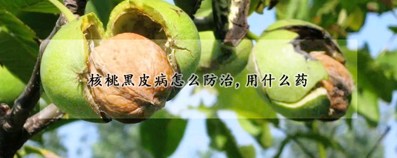 核桃黑皮病怎麼防治,用什麼藥
