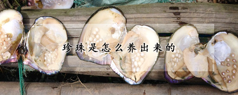 珍珠是怎麼養出來的
