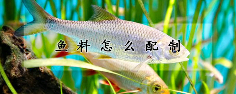 魚料怎麼配製