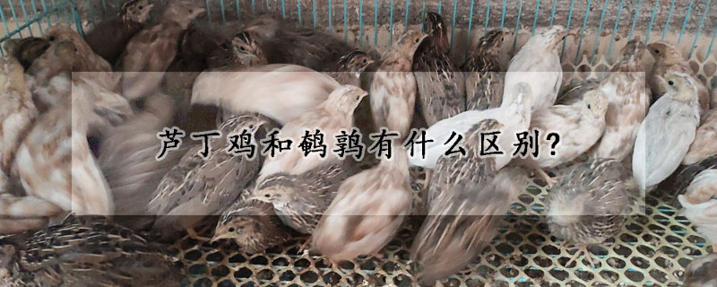 蘆丁雞和鵪鶉有什麼區別?