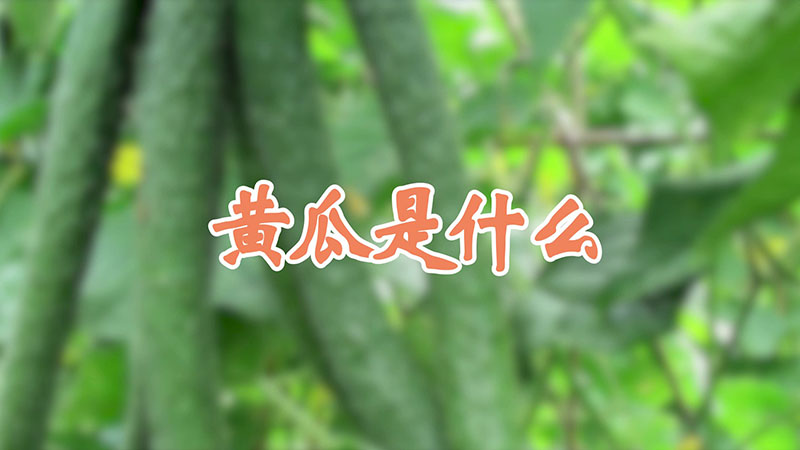 黃瓜是什麼