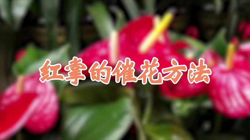 紅掌的催花方法