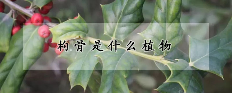 枸骨是什麼植物