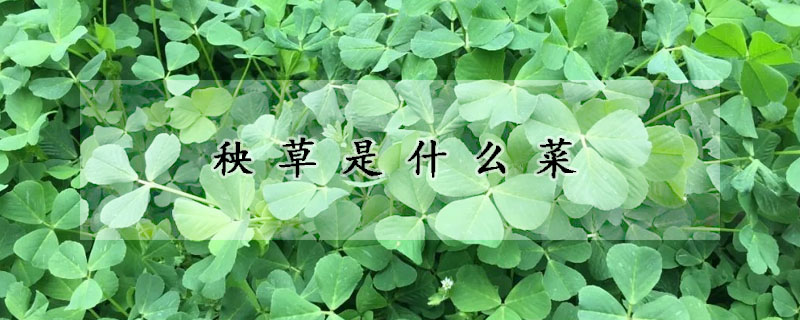 秧草是什麼菜