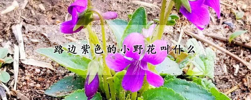 路邊紫色的小野花叫什麼