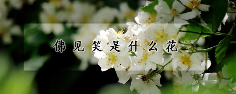 佛見笑是什麼花
