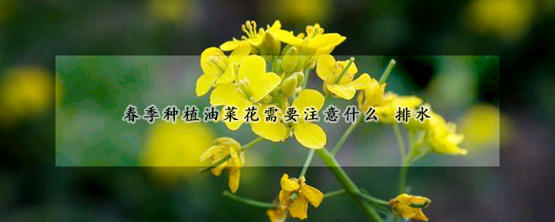春季種植油菜花需要注意什麼 排水