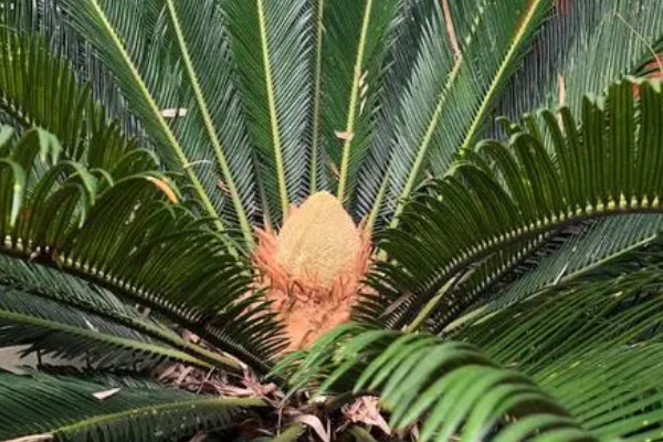 鐵樹會結果嗎