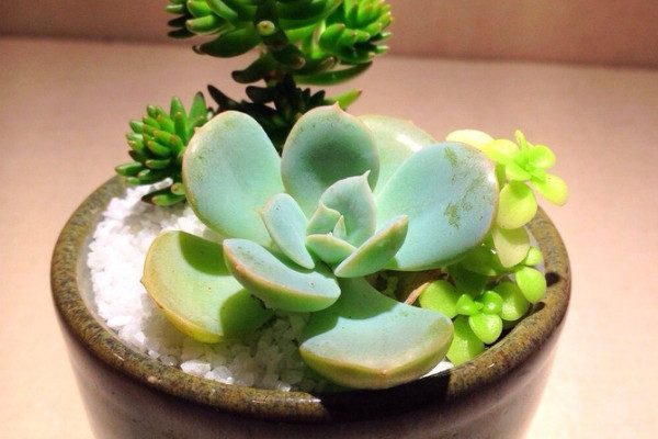 迷你小盆栽植物怎麼養